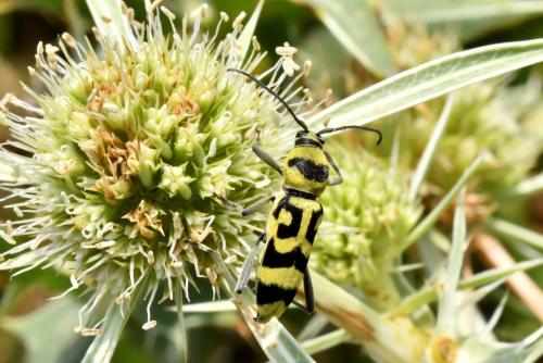 Chlorophorus varius